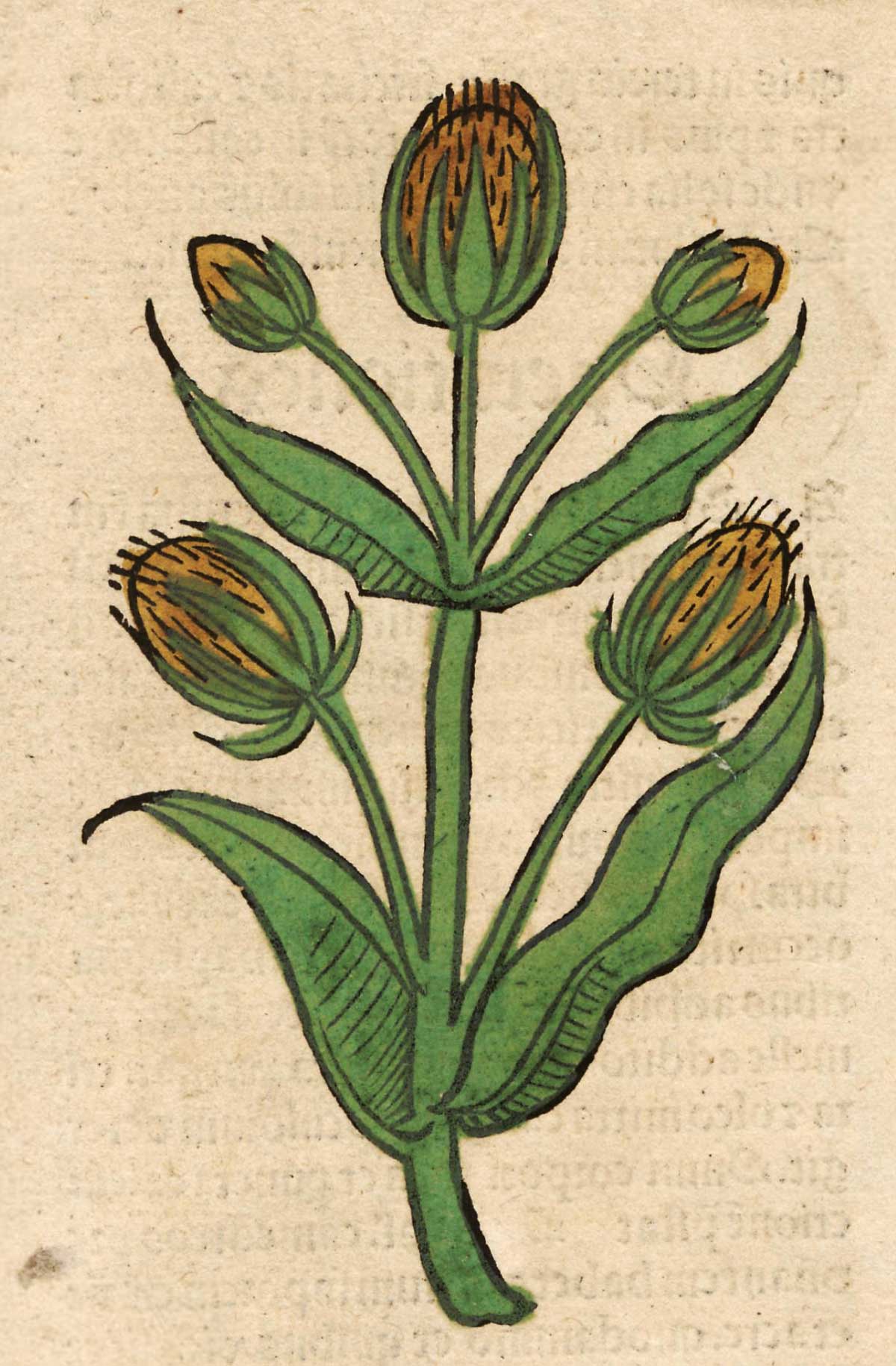 Cardus. Meydenbach, Ortus Sanitatis (1491)