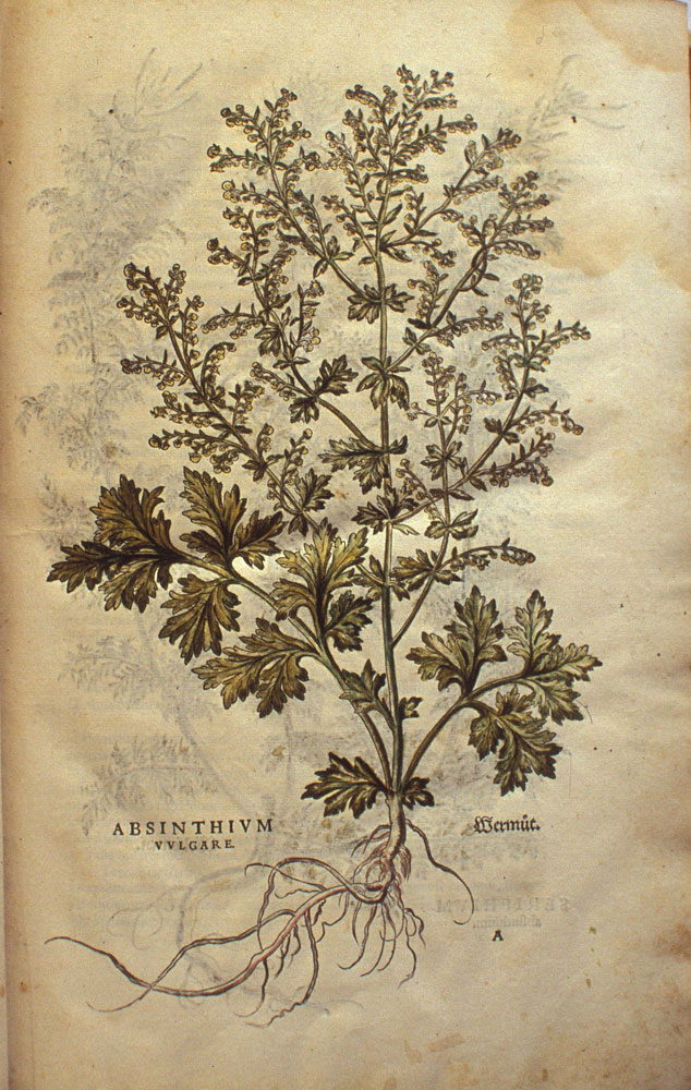 Absinthium vulgare