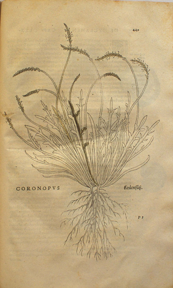 Plantago coronopous