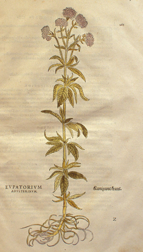Eupatorium cannabinum