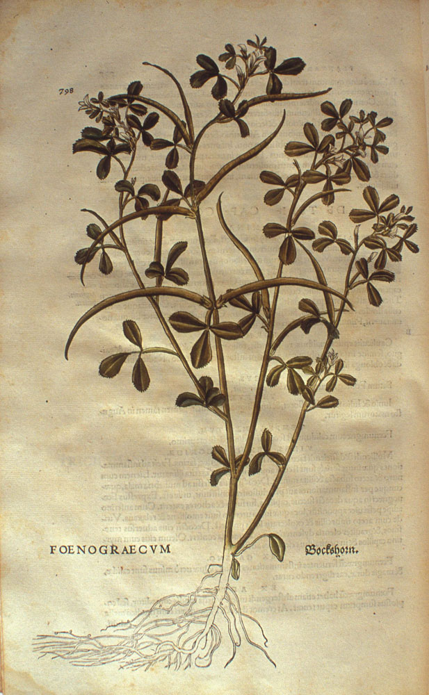 Trigonella fœnum græcum