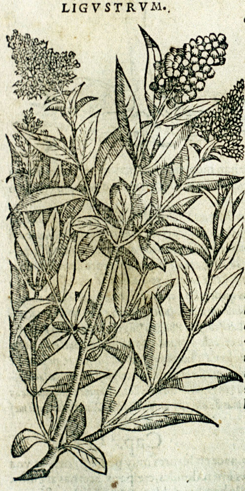 Ligustrum vulgare. Laguna, Annotationes in Dioscoridem…, 1554