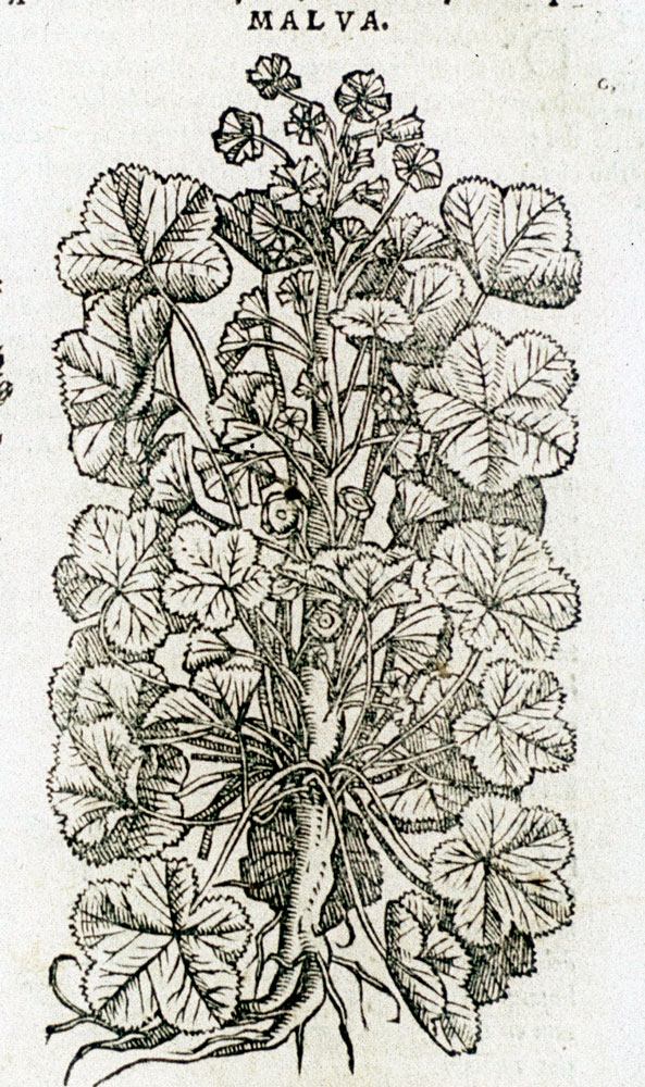 Malva. Laguna, Annotationes in Dioscoridem Anazarbeum… (1554)