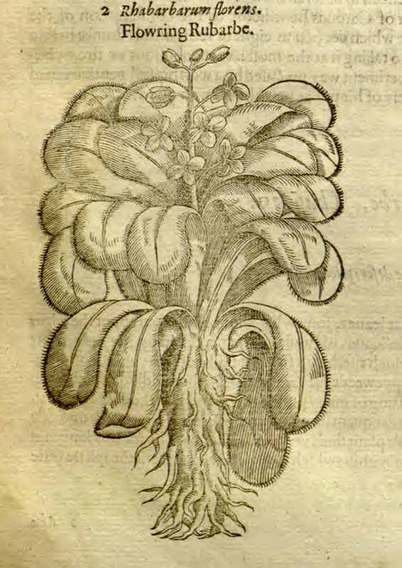 Rhabarbarum florens. Gerard, Herball, 1597