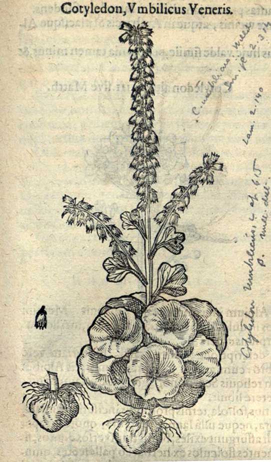 Umbilicus Veneris