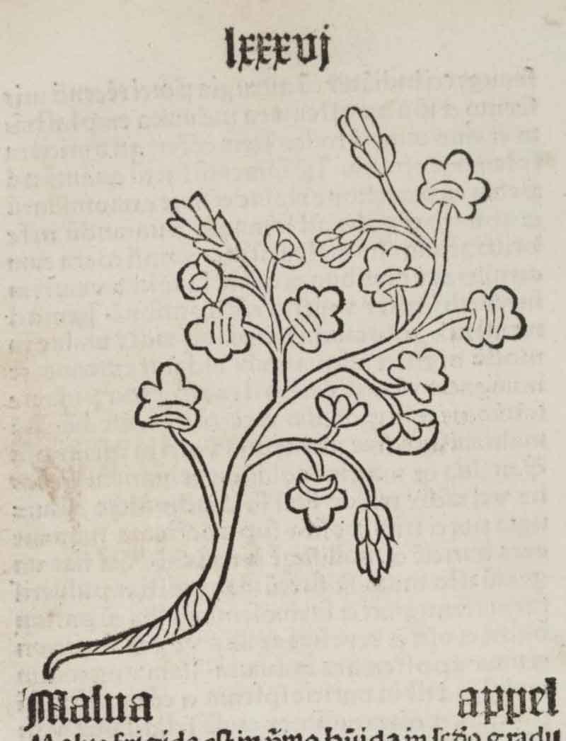 Peter Schöffer, [R]ogatu plurimo[rum], 1484