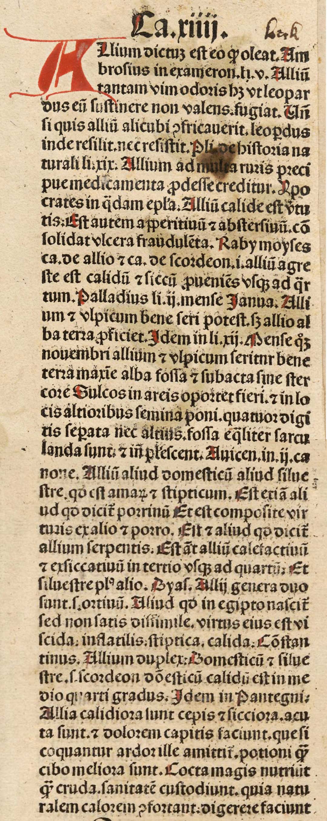 Allium (text)