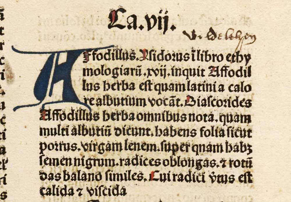 Affodillus (text)