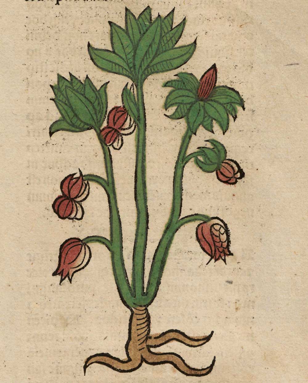 Balustia. Ortus sanitatis (1491)