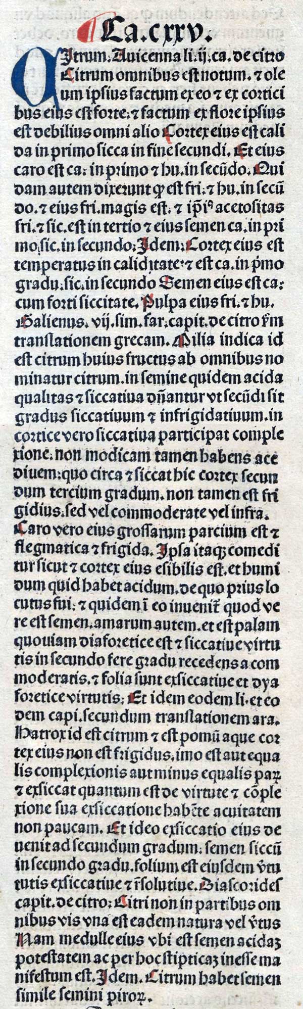 Citrum. Meydenbach, Ortus Sanitatis (1491).