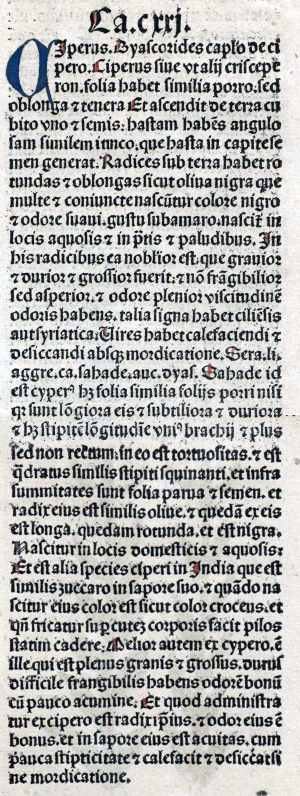 Cyperus (text)
