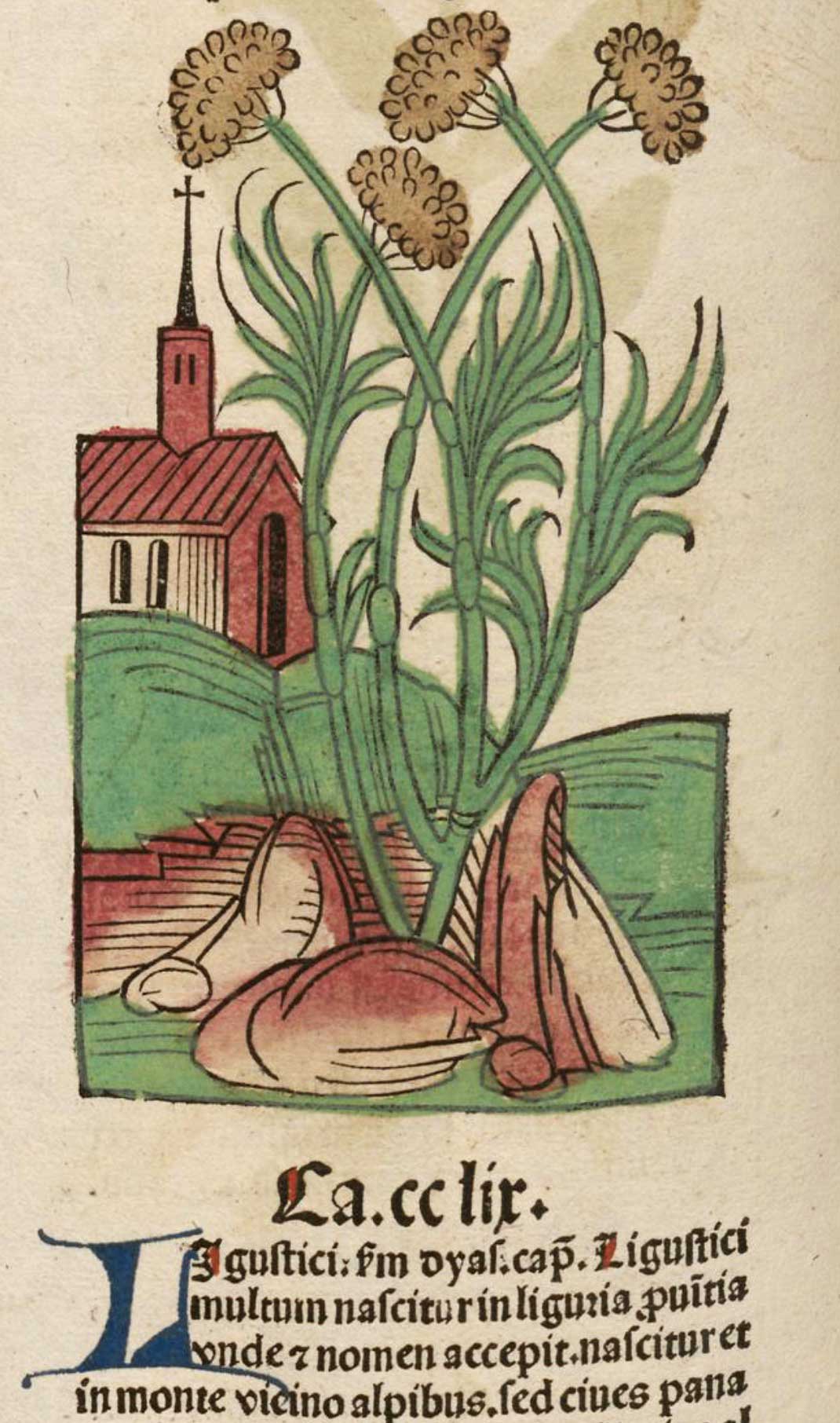 Ligusticum. Meydenbach, Ortus Sanitatis (1491)
