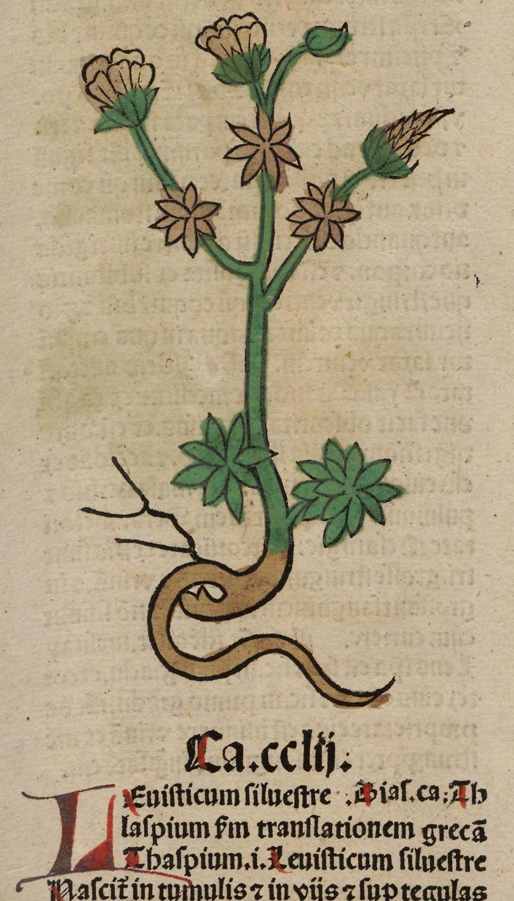 Levisticum silvestre. Meydenbach, Ortus Sanitatis (1491)