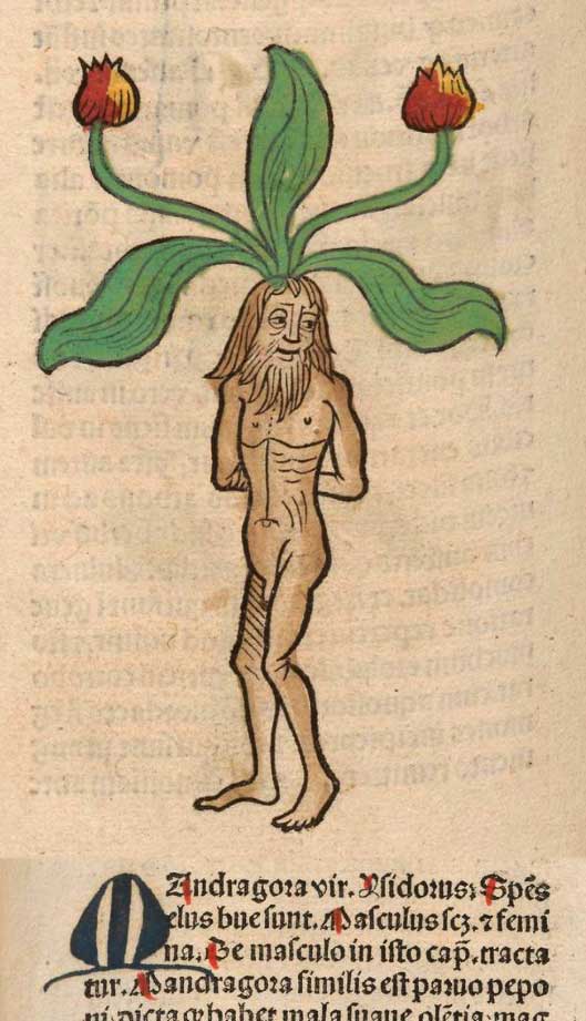 Mandrake, Bourse de Bradford