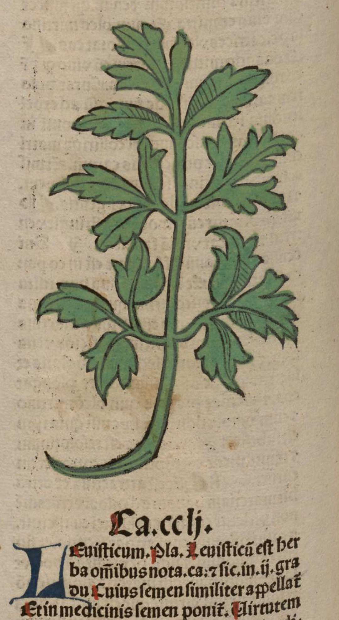Levisticum. Meydenbach, Ortus Sanitatis (1491)