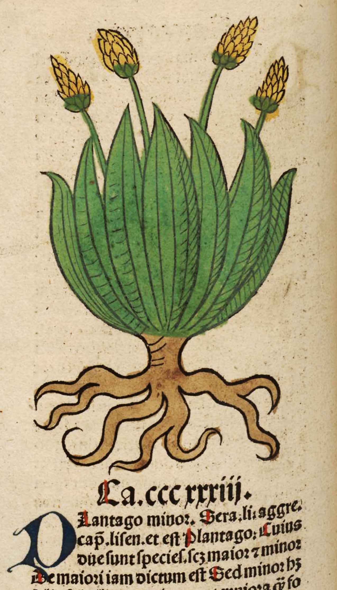 Plantago. Meydenbach, Ortus Sanitatis (1491).