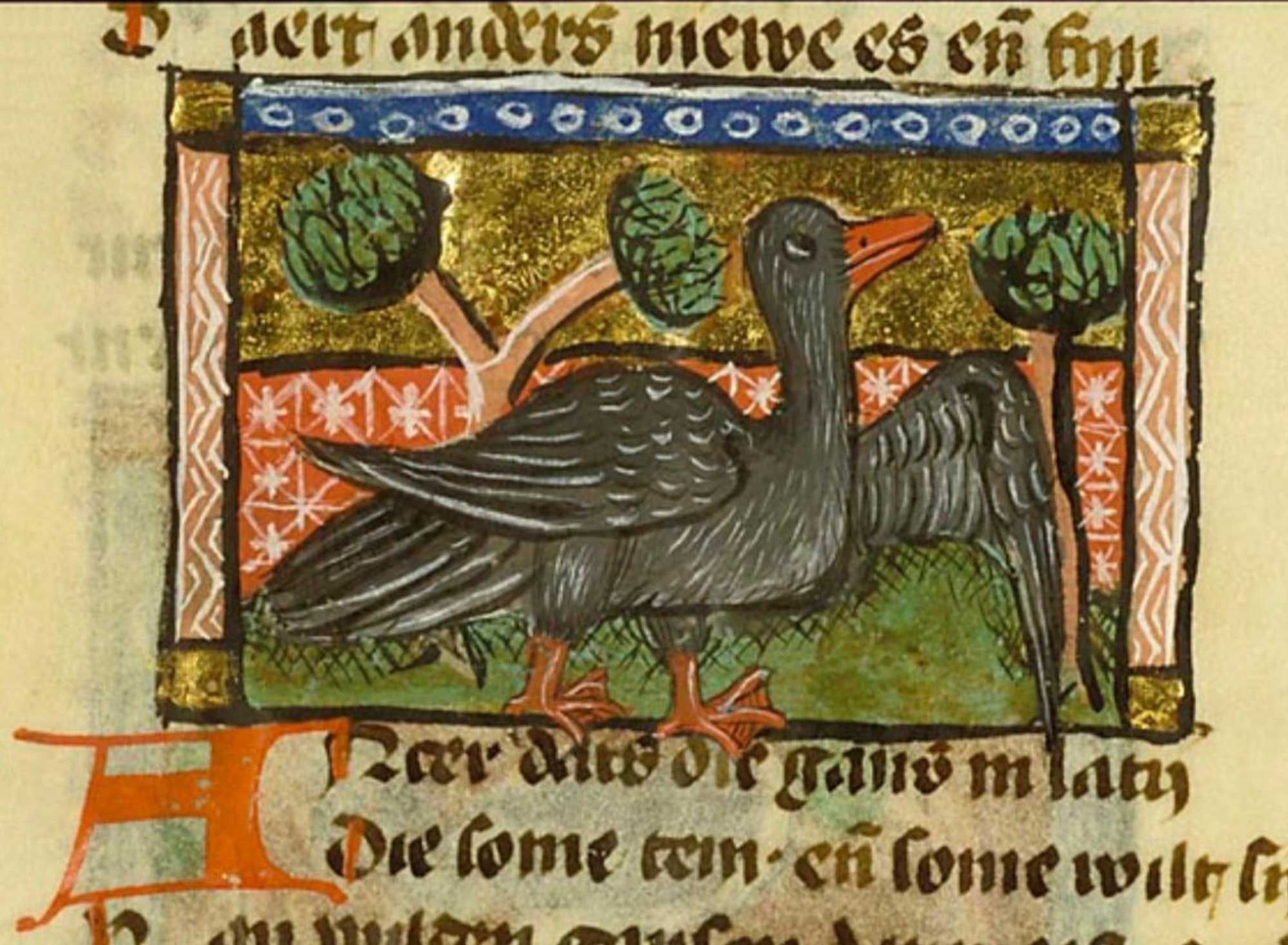Ancer (goose). van Maerlant, Der Naturen Bloeme (c. 1350)